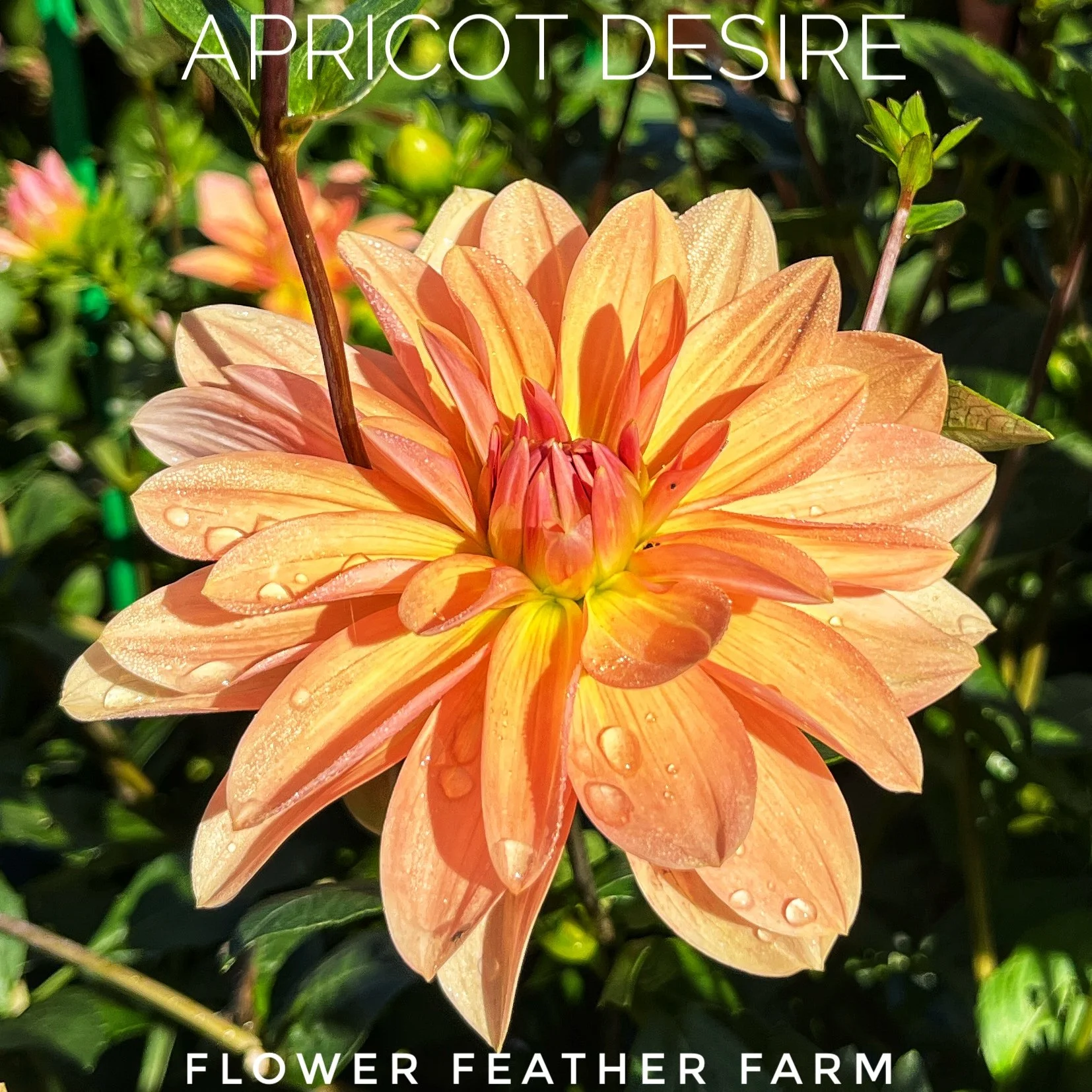 Apricot Desire Dahlias at Flower Feather Farm, chicks & dahlias
